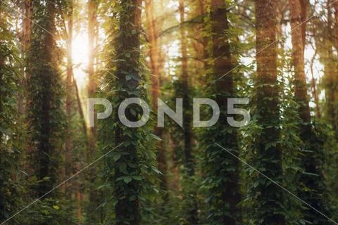 Sun rays pour into the summer forest, creating a dramatic atmosphere Stock Photos