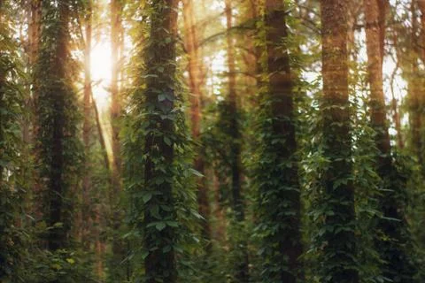 Sun rays pour into the summer forest, creating a dramatic atmosphere Stock Photos