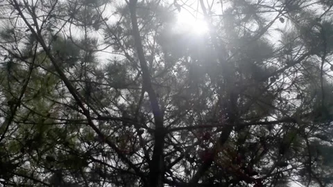 Sun rays pouring through trees on forest floor illuminating tree branches Stock Footage 149856782
