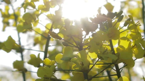 Sun rays rape Stock-Footage 85904855