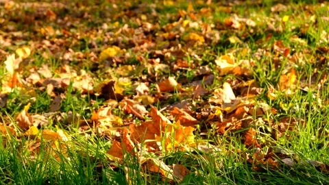Sun Rays Reflecting On Green Grass Fully Covered With Dry Autumn Leaves. Stock Footage 166737005