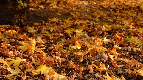 Sun Rays Reflecting On Ground Fully Covered With Dry Autumn Leaves.	 Stock Footage 166734368