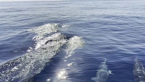 Sun Rays Rippling on Dwarf Spinner Dolphins in Slow Motion Stock Footage 338352027