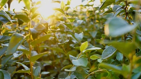 Sun rays seep through foliage and fluff fly around at summer day Stock Footage 89719860