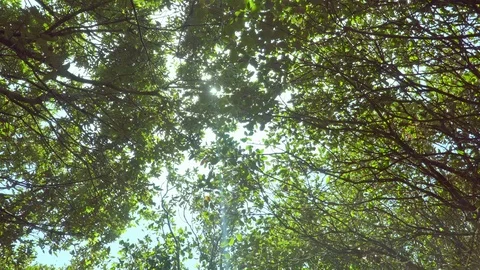 Sun rays seep through treetops Stock Footage 112295412