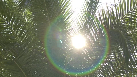 Sun Rays Seeping Through Palm Leaves Stock Footage 286274478