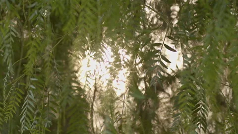 Sun Rays Seeping Through Trees in Spring Stock Footage 304042421