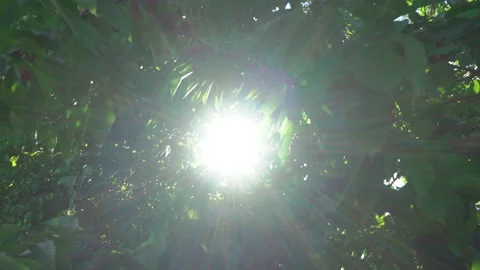 Sun rays shine on cherries Stock Footage 215842315