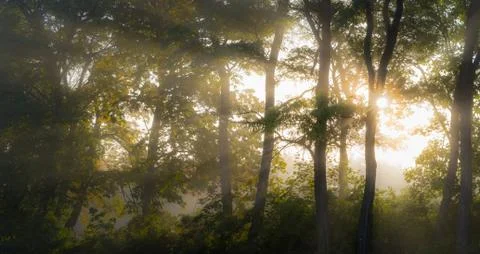 Sun rays shine through the autumn forest Foto stock
