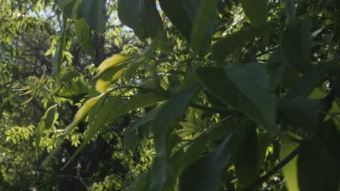 The sun rays shine through the branches of a tree with green leaves Video stock 196872870