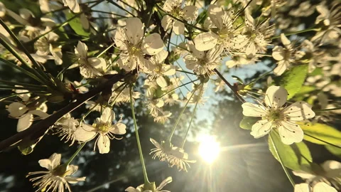 Sun rays shine through the branches of cherry blossoms in spring 動画素材 336388061