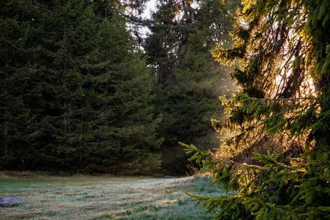 Sun rays shine through branches of fir trees and through pollen of those fir  库存照片