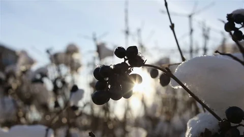 Sun rays shine through the bush with berries at winter Vidéo 73174813