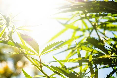 The sun rays shine through the cannabis leaves, outdoor cannabis cultivation Stock Photos