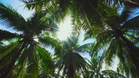Sun Rays Shine Through Coconut Palm Tree Crowns against Sunny Blue Sky. Tropical Stock Footage 111523476