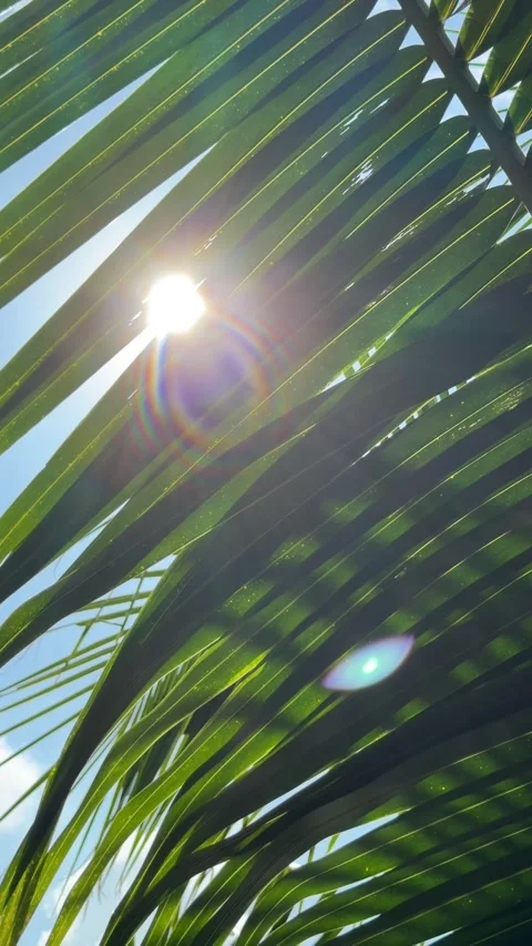 Sun rays shine through coconut palm leaves creating luminous green textures 库存影片 333465370