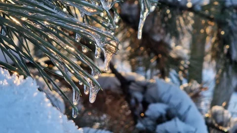 Sun rays shine through the coniferous branches of a tree Stock Footage 327337082