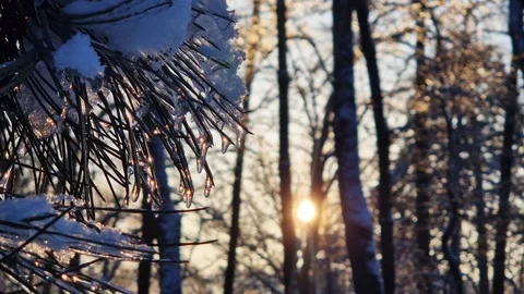 Sun rays shine through the coniferous branches of a tree Stock Footage 327337135