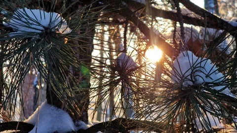 Sun rays shine through the coniferous branches of a tree Stock Footage 327337136