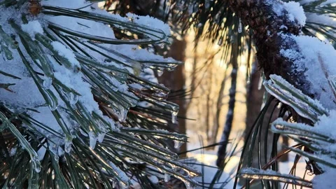 Sun rays shine through the coniferous branches of a tree Stock Footage 327337180