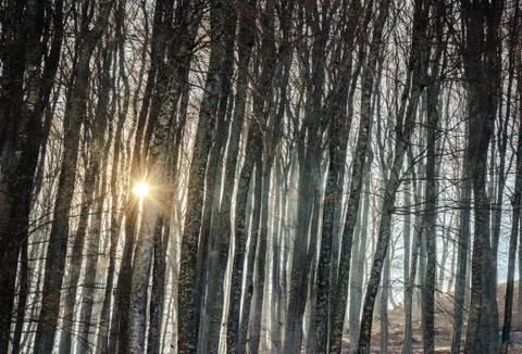 Sun rays shine through forest trees surrounded with must Stock Photos