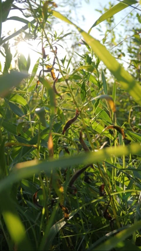 Sun rays shine through grass and field herbs, close up Stock Footage 306856483