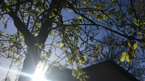 The sun rays shine through the green leaves on the branches of the trees Stock Footage 153927765