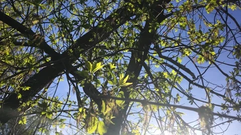 The sun rays shine through the green leaves on the branches of the trees Stock Footage 153977839