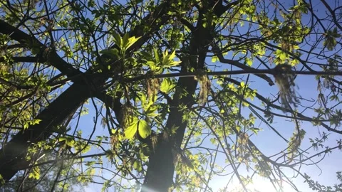 The sun rays shine through the green leaves on the branches of the trees Stock Footage 153977939