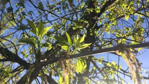 The sun rays shine through the green leaves on the branches of the trees Stock Footage 153978144