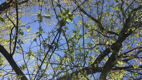 The sun rays shine through the green leaves on the branches of the trees Stock Footage 153978204