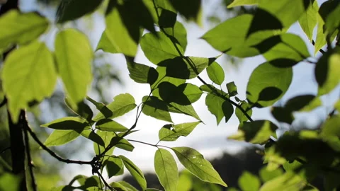 Sun rays shine through the green leaves of the trees Stock Footage 158236234