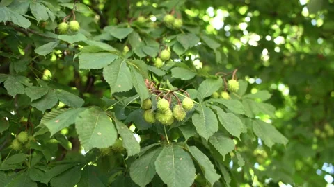 Sun rays shine through the green foliage of the chestnuts Stock Footage 159041995