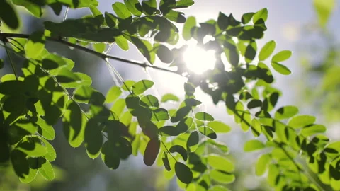 Sun rays shine through the green leaves of the trees in summer day Stock Footage 196235824