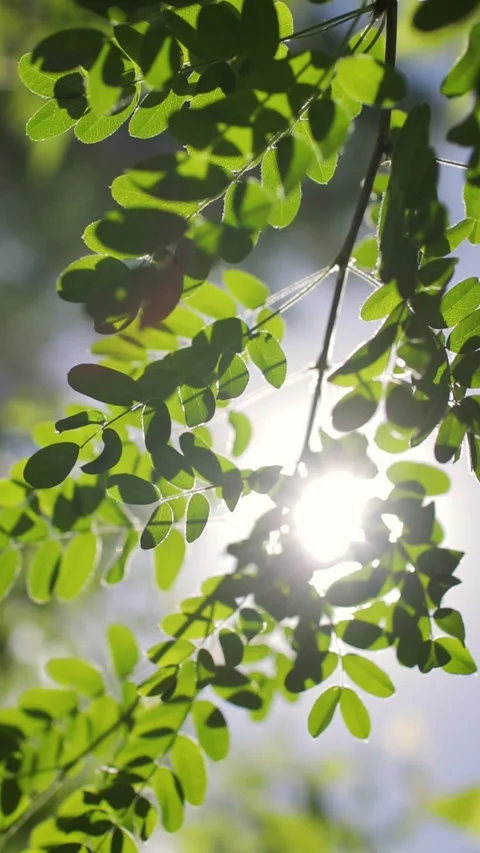 Sun rays shine through the green leaves of the trees in summer day. Vertical Stock Footage 271070442