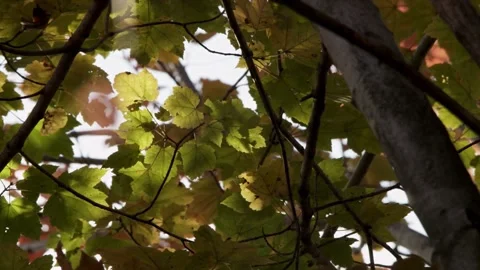 Sun rays shine through green maple leaves in autumn Stock Footage 329605339