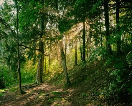 The sun rays shine through the haze in the summer forest in the morning Stock-Fotos