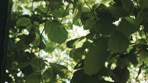 Sun rays Shine through the leaves Stock Footage 78496839