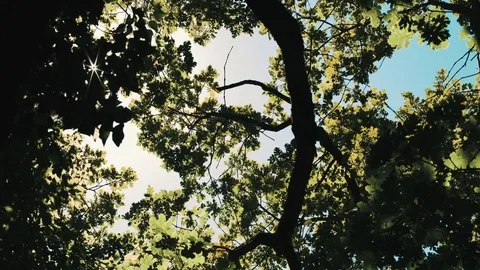 Sun rays Shine through the leaves Stock Footage 78497173