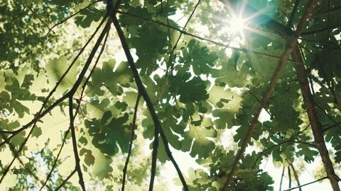 Sun rays Shine through the leaves Video stock 78497359