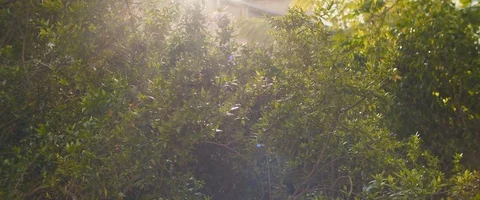 Sun rays shine through the leaves of green bushes, beautiful golden hour suns Stock Footage 128288845
