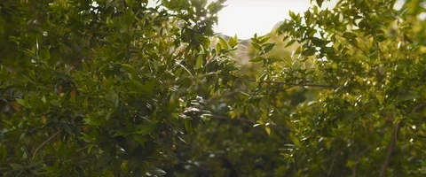 Sun rays shine through leaves of green bushes, wind blowing, golden hour suns Stock Footage 128288872