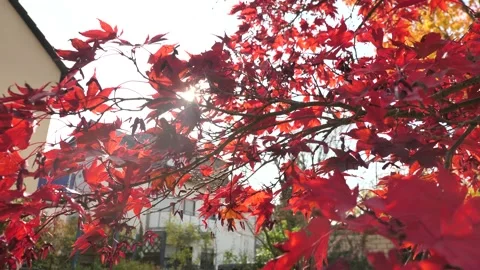 Sun Rays Shine Through Red Maple Leaves Blowing In The Wind In Autumn Stock Footage 143671902