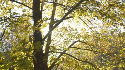Sun rays shine through tree branches Stock Footage 147077339