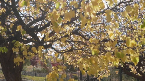 Sun rays shine through tree branches Stock Footage 147088729