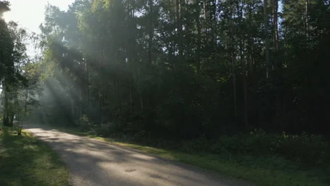 Sun rays shine through tree branches falling on a dirt road. Stock Footage 209932495