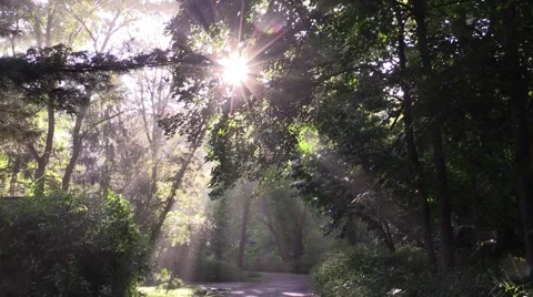Sun rays shine through trees on an old country road 5 Stock Footage 54332210
