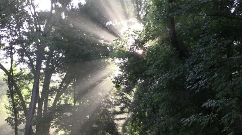 Sun rays shine through trees in forest 2 Stock Footage 54332644