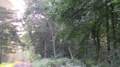 Sun rays shine through trees on country road, time lapse Video stock 54395531
