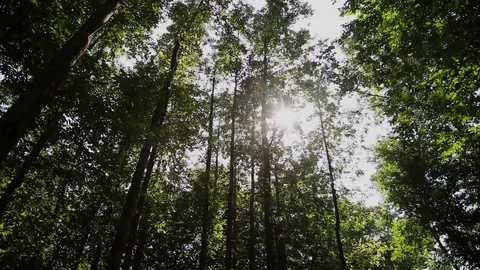 Sun rays shine through the trees in the park, sunlight glare. 库存影片 93674984